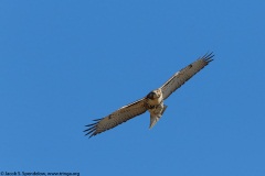 Red-tailed Hawk