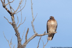 Red-tailed Hawk