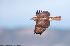 Red-tailed Hawk