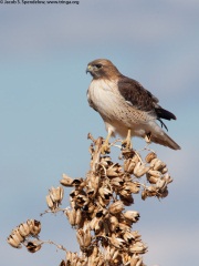 Red-tailed Hawk