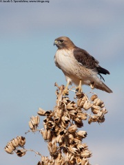 Red-tailed Hawk