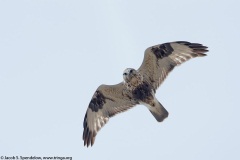 Rough-legged Hawk