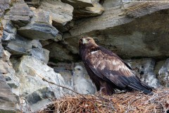 Golden Eagle