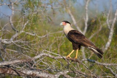 Crested Caracara