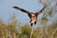 Crested Caracara