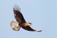 Crested Caracara