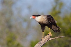 Crested Caracara