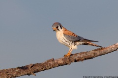 American Kestrel