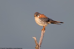 American Kestrel