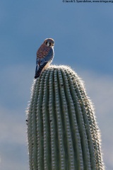 American Kestrel