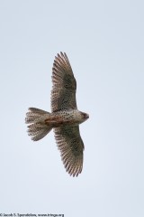 Gyrfalcon