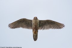 Gyrfalcon