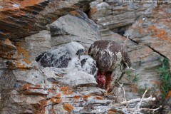 Gyrfalcon