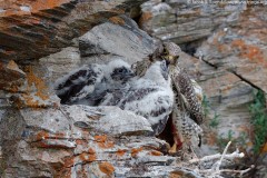 Gyrfalcon