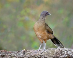 Plain Chachalaca