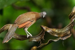 Gray-headed Chachalaca