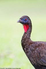 Crested Guan