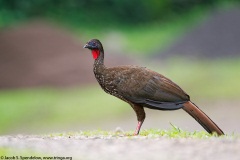 Crested Guan