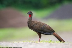 Crested Guan