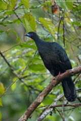 Black Guan