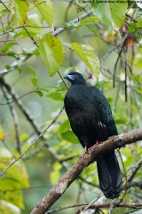 Black Guan