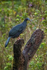 Black Guan