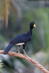 Great Curassow