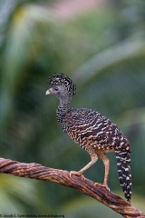 Great Curassow