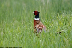 Ring-necked Pheasant