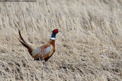 Ring-necked Pheasant