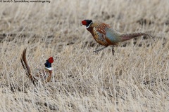 Ring-necked Pheasant