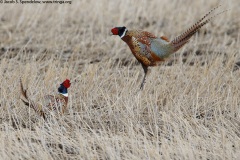 Ring-necked Pheasant