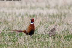 Ring-necked Pheasant