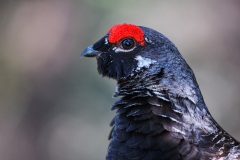 Spruce Grouse