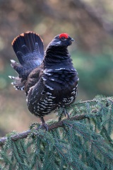 Spruce Grouse