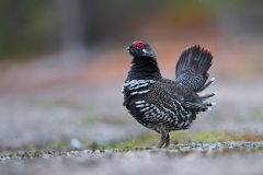 Spruce Grouse