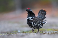 Spruce Grouse