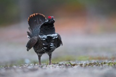 Spruce Grouse