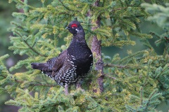 Spruce Grouse