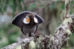 Sooty Grouse