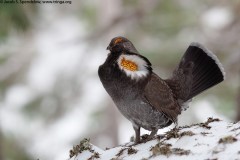 Sooty Grouse