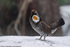 Sooty Grouse