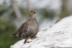 Sooty Grouse