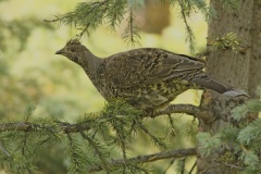 Dusky Grouse