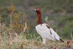 Willow Ptarmigan