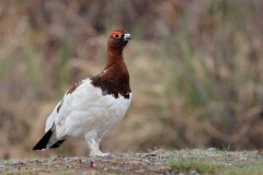 Willow Ptarmigan