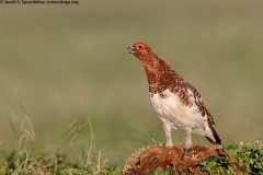 Willow Ptarmigan