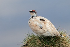 Rock Ptarmigan