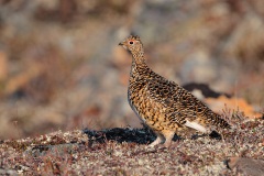 Rock Ptarmigan