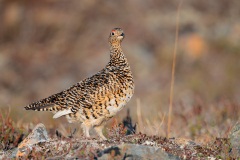 Rock Ptarmigan